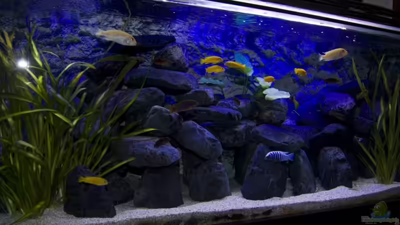 Aquarium Hauptansicht von Malawibecken 300L von Jo (1)