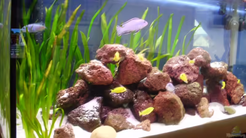 Aquarium Hauptansicht von Malawibecken von Bauzel (1)