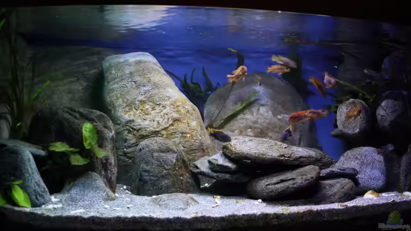 Aquarium Hauptansicht von Malawibecken von Borg (1)