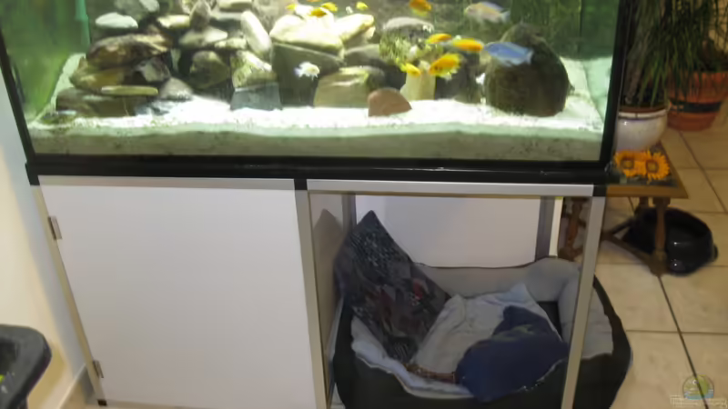 Aquarium Hauptansicht von Malawibecken von Rain (1)