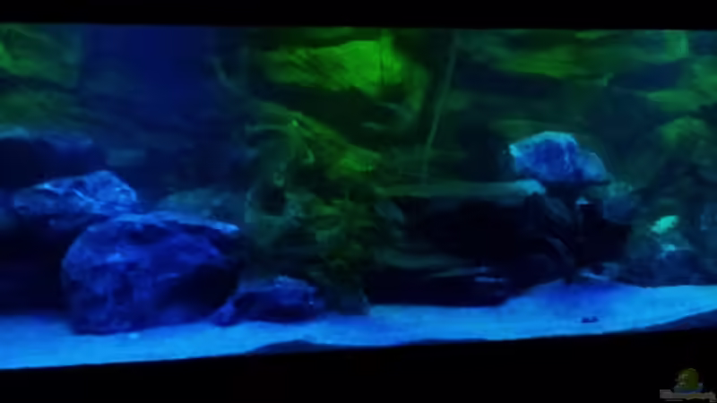 Aquarium Hauptansicht von Malawibecken von Wensday (1)