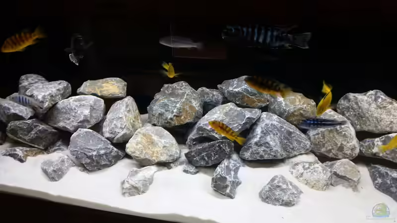 Aquarium Hauptansicht von Malawibecken