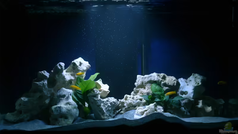 Aquarium Hauptansicht von MALAWIDREAM von mawil (1)