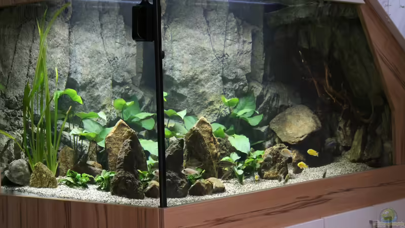 Aquarium Hauptansicht von Malawis Cave von Markus Maier (1)