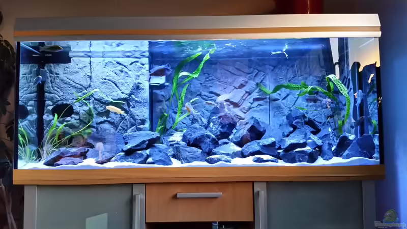 Aquarium Hauptansicht von Malawis im Basalt von Christian Osterloh (1)