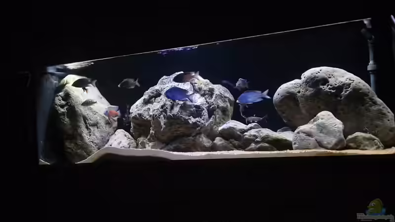 Aquarium Hauptansicht von Malawisee Non Mbuna von KingRamses (1)