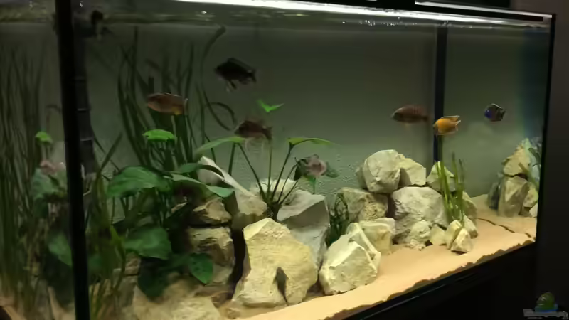 Aquarium Hauptansicht von Malawisee (Übergangszone) von Philipp Roth (1)