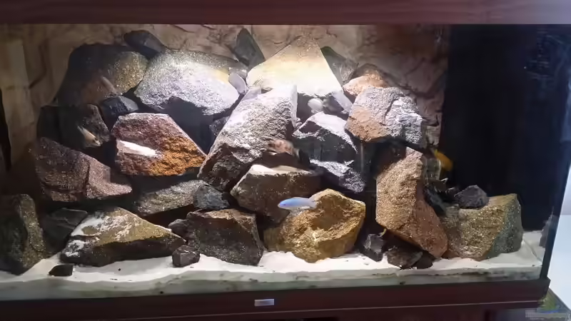 Aquarium Hauptansicht von Malawitraum von Christian Büttcher (1)