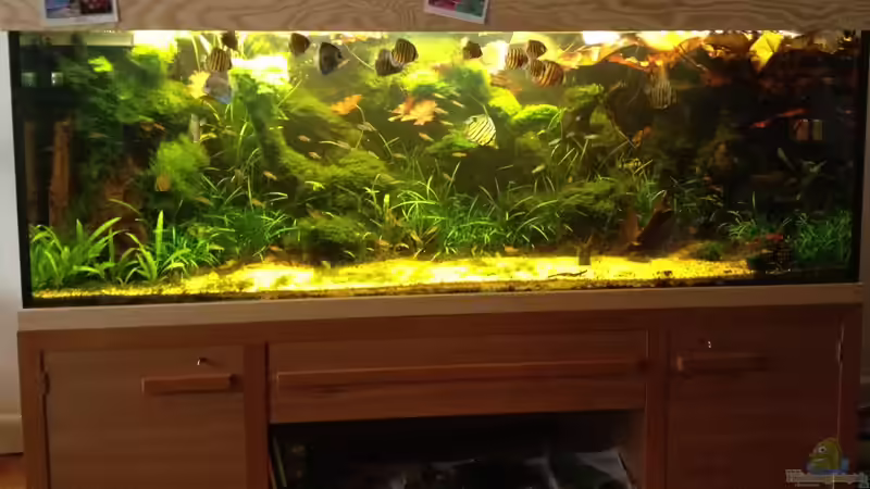 Aquarium Hauptansicht von Manaus Unterholz von Thomas Schneider (1)