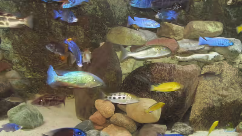 Aquarium Hauptansicht von Mannes Badewanne von Manfred Meyer (1)