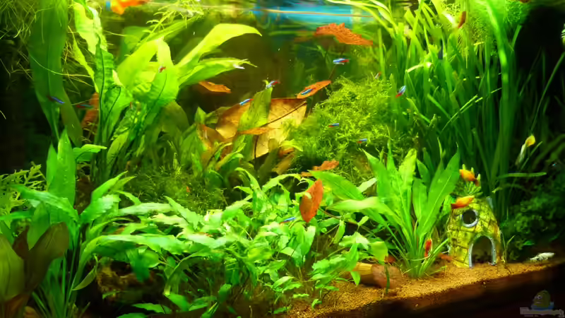 Aquarium Hauptansicht von Manni  Rio 125 von Manfred Feinhals (1)