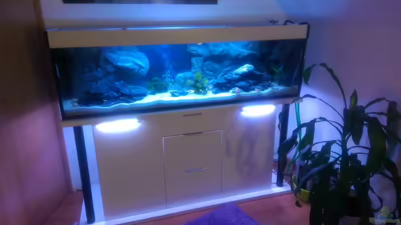 Aquarium Hauptansicht von Mannis Malawiwelt