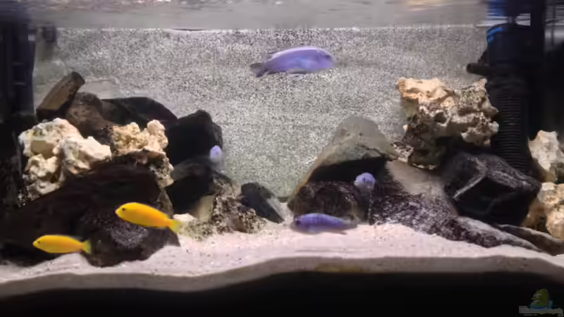 Aquarium Hauptansicht von Marcos Malawis