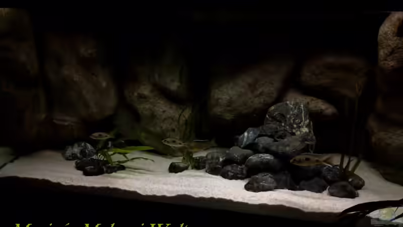 Aquarium Hauptansicht von Mario´s Malawi Welt von Mario M. (1)