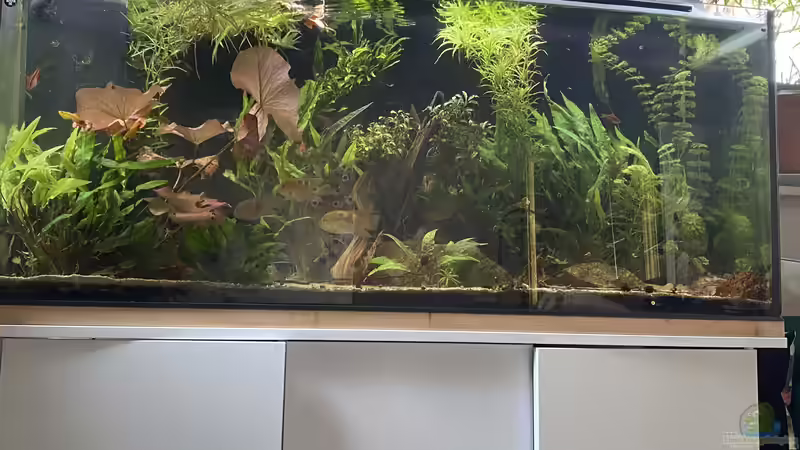 Aquarium Hauptansicht von Maroni-Dschungel von Mika (1)