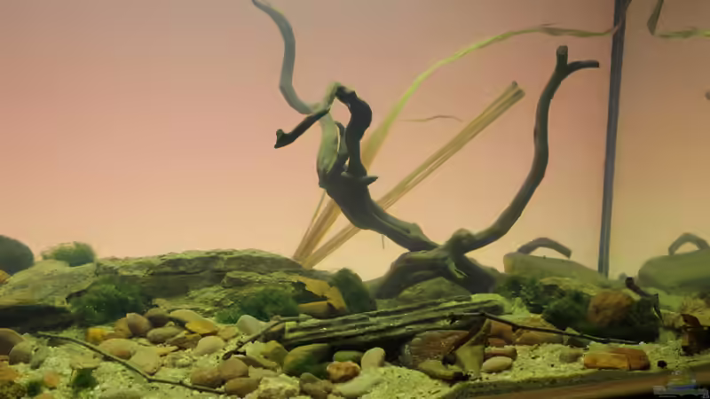 Aquarium Hauptansicht von Matano Lake von Falk (1)