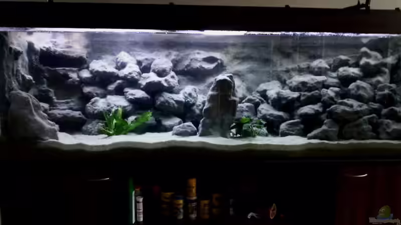Aquarium Hauptansicht von Mbuna Becken - noch in Arbeit von Mister Fish (1)
