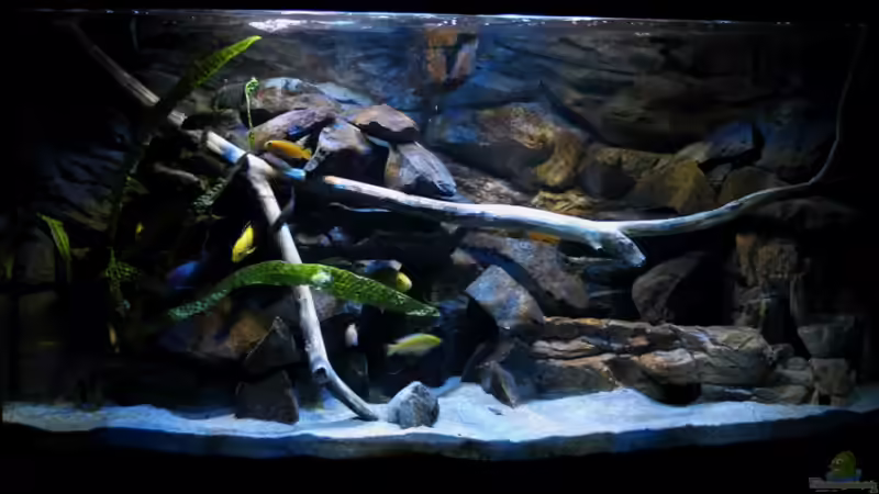 Aquarium Hauptansicht von Mbuna Becken (nur noch als Beispiel)