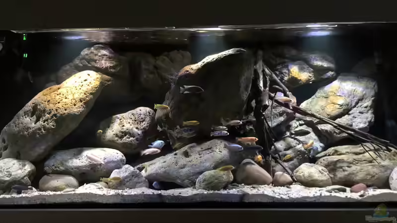 Aquarium Hauptansicht von Mbuna Felszone von Fab! (1)