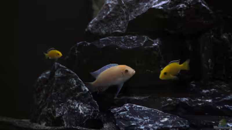 Aquarium Hauptansicht von Mbuna Juwel Vision 260