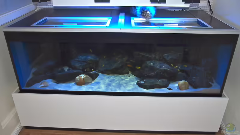 Aquarium Hauptansicht von Mbuna meets Basalt von Andriko (1)