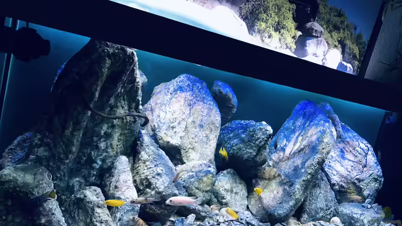 Aquarium Hauptansicht von Mbuna Mumbo Island by Lukas von LukW124 (1)