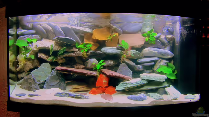 Aquarium Hauptansicht von mbuna-place