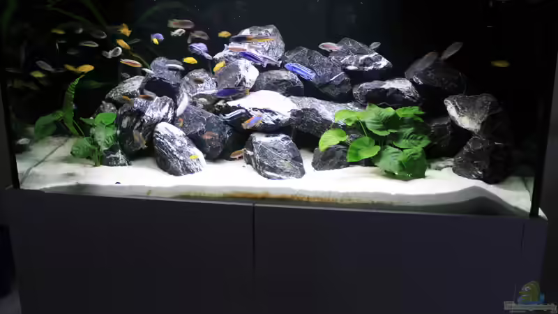 Aquarium Hauptansicht von Mbuna reef von Mbuna_Memo (1)