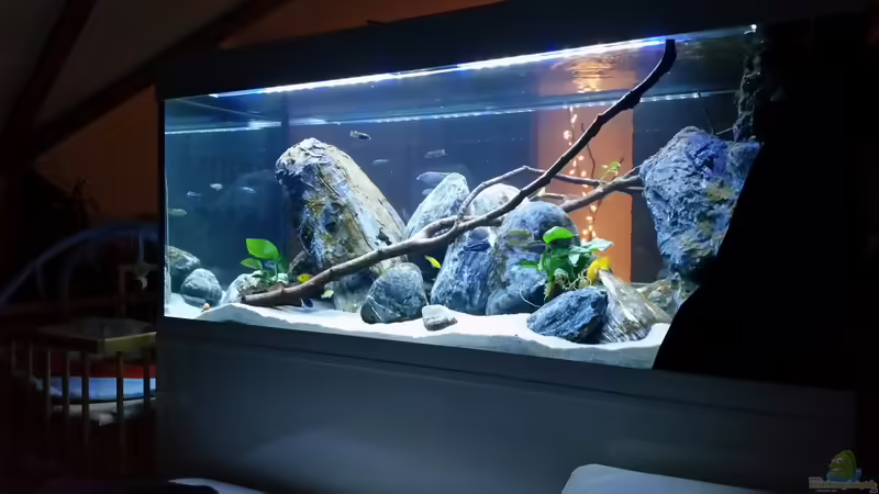 Aquarium Hauptansicht von Mbuna Resort von Volker Nause (1)