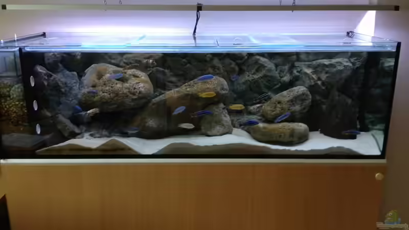 Aquarium Hauptansicht von Mbuna Rocks(becken wurde aufgelöst)