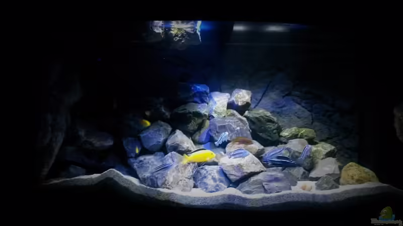 Aquarium Hauptansicht von Mbuna Tempel von Rinsu (1)