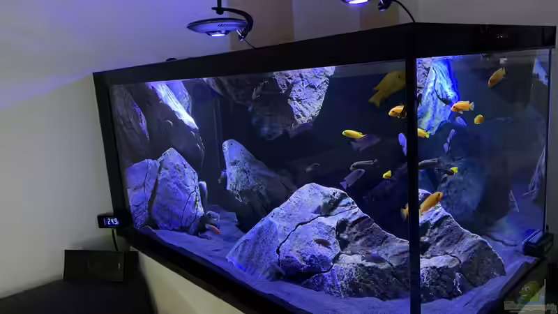 Aquarium Hauptansicht von Mbuna von Dsquared (1)