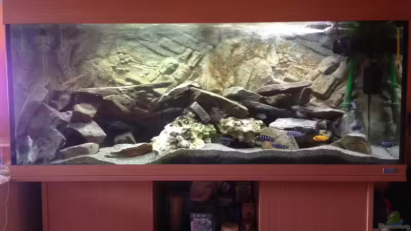 Aquarium Hauptansicht von Mbunas 2014 von Malawianer09 (1)