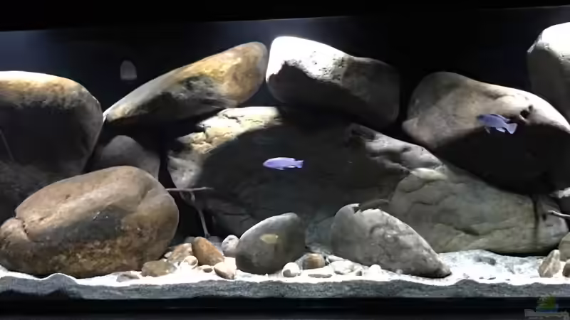 Aquarium Hauptansicht von Mbunas hole von Gary.S.P (1)