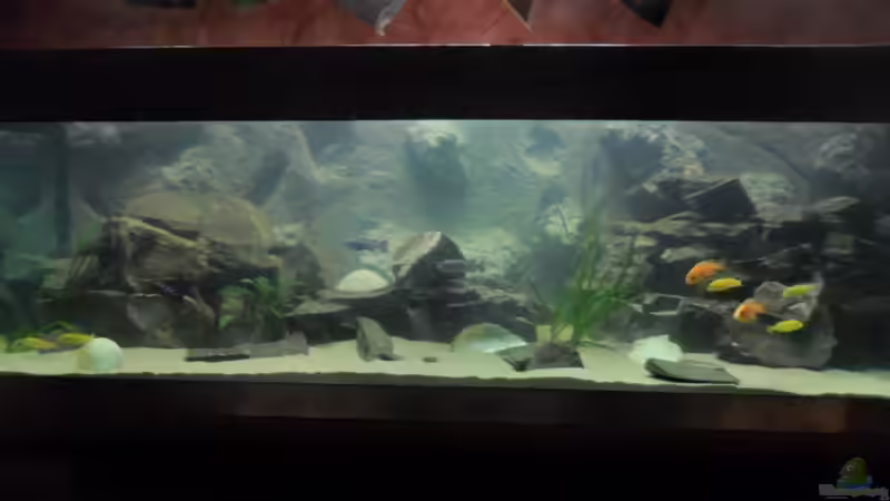 Aquarium Hauptansicht von Mbuna´s Place