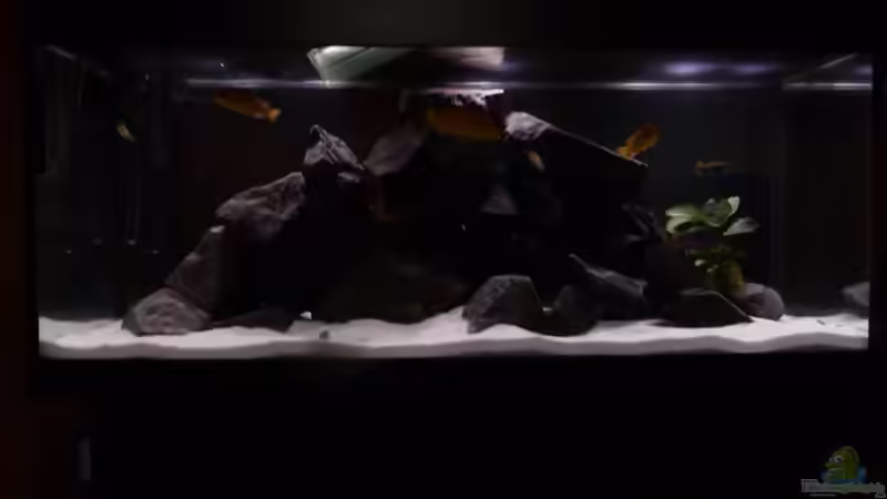 Aquarium Hauptansicht von Mbunas rocks `n caves