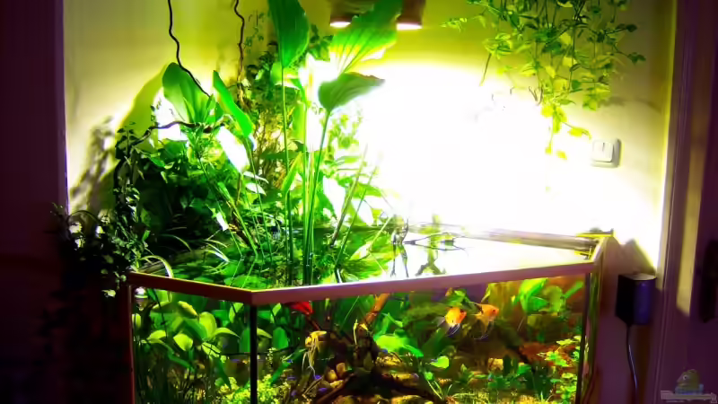 Aquarium Hauptansicht von Mco`s Aquarium von Mco77 (1)