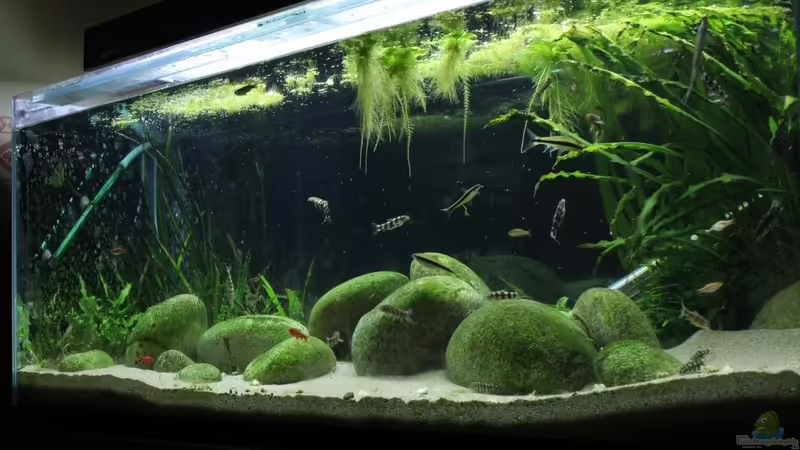 Aquarium Hauptansicht von Me equivocaria otra vez II von lomarraco (1)