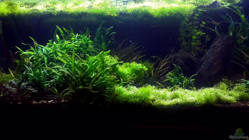 Aquarium Hauptansicht von Me equivocaria otra vez von lomarraco (1)