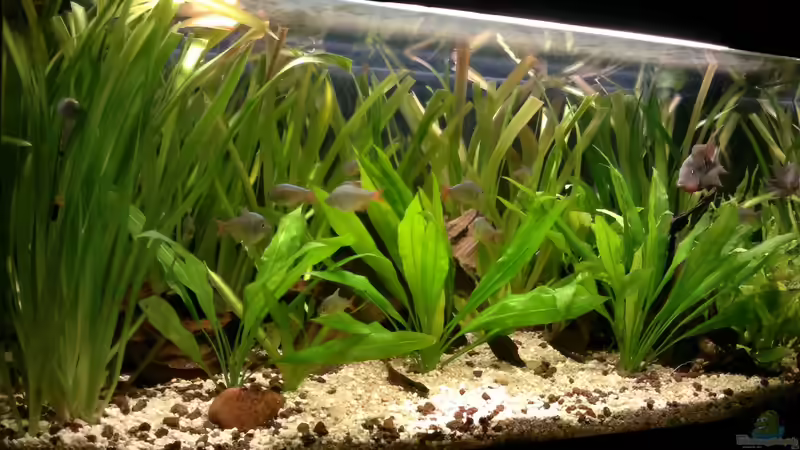 Aquarium Hauptansicht von Meeki-Heim von Meeki (1)