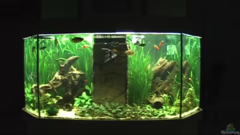 Aquarium Hauptansicht von Meerwasseer Achteckbecken als Raumteiler