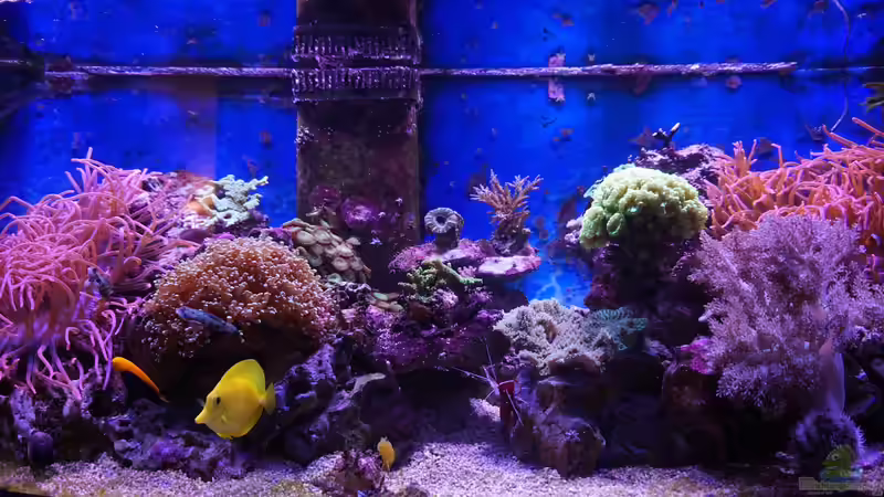 Aquarium Hauptansicht von Meerwasser 2010 von Manni1884 (1)