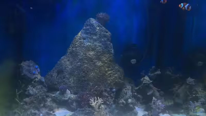 Aquarium Hauptansicht von Meerwasser die zweite von Peter Tippmar (1)