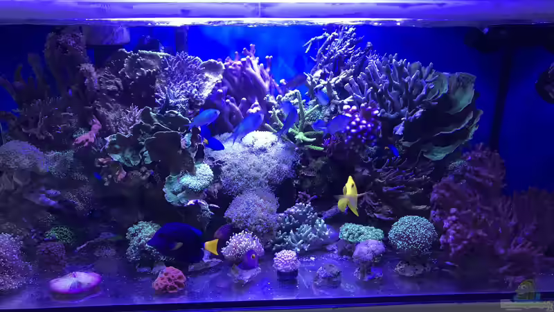 Aquarium Hauptansicht von Meerwasser Korallenriff von Michael Schmidt (1)