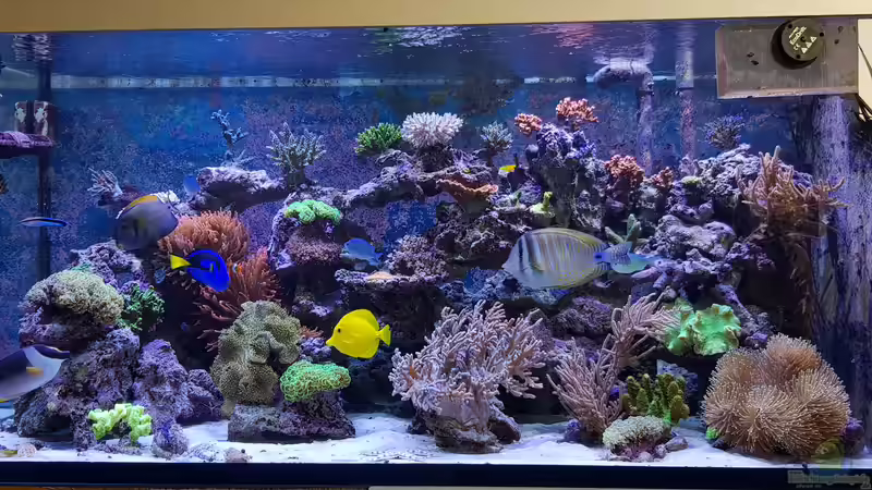 Aquarium Hauptansicht von Meerwasseraquarium von Wolfgang K. (1)