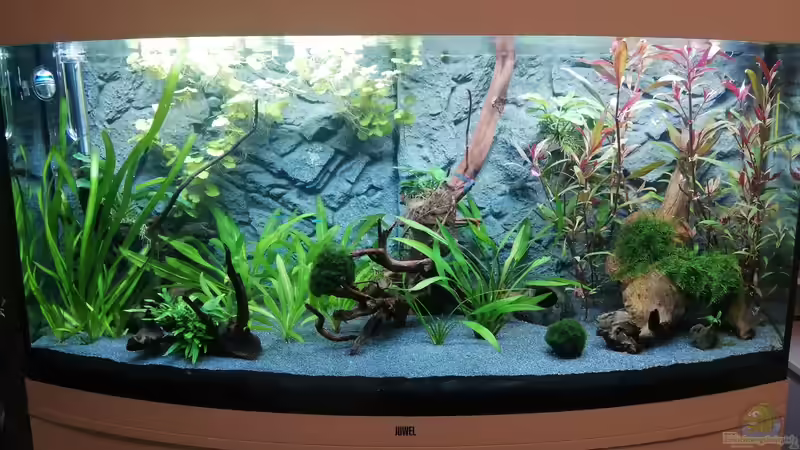 Aquarium Hauptansicht von Mein 1.Aquarium von Sabrina_St (1)