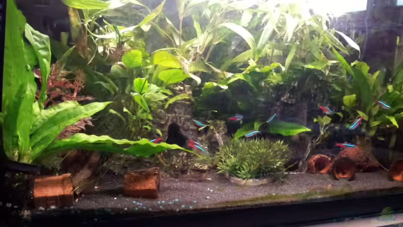 Aquarium Hauptansicht von mein 54l Aquarium von Bibiane Kratky (1)