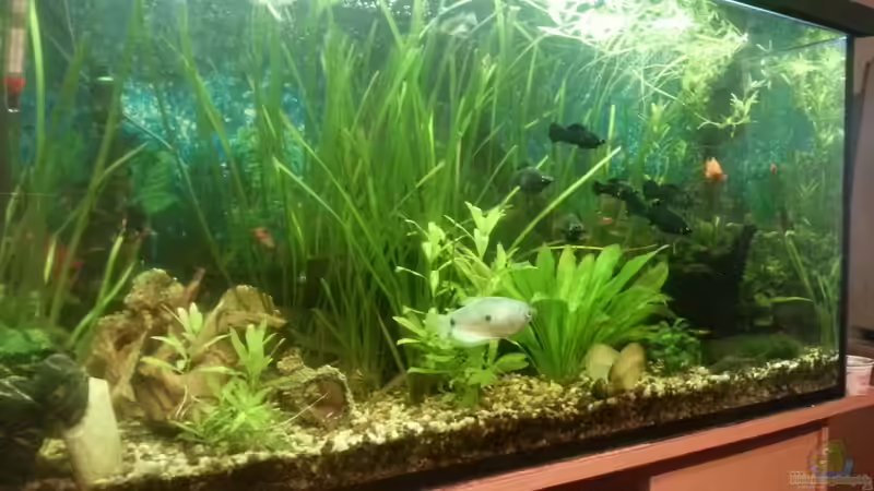 Aquarium Hauptansicht von Mein Anfang von Simon Schmitt (1)