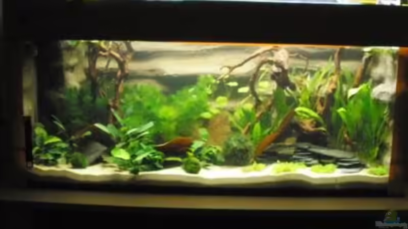 Aquarium Hauptansicht von Mein Aquarium von pary (1)