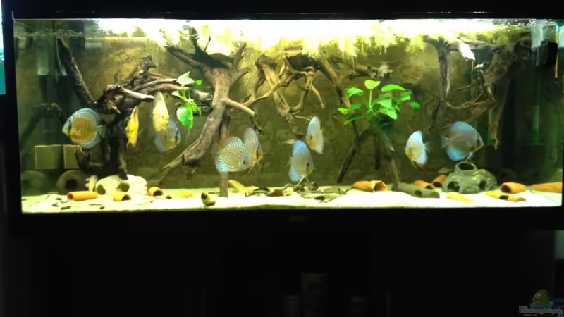 Aquarium Hauptansicht von Mein DISKUSTRAUM